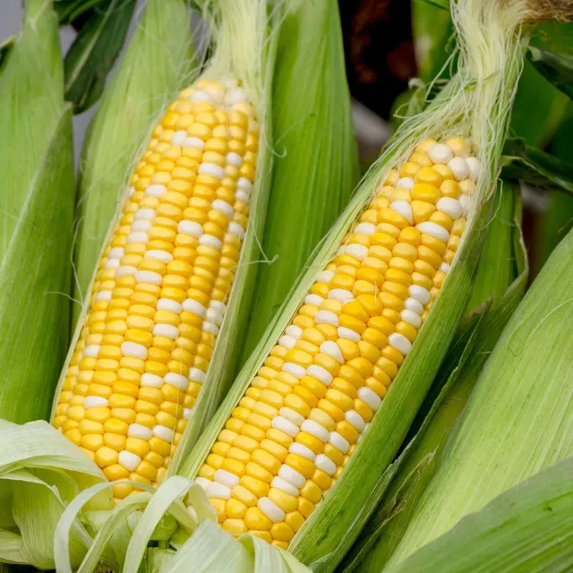 Burpee On Deck Sweet Corn Seeds 50 Seeds Bicolor