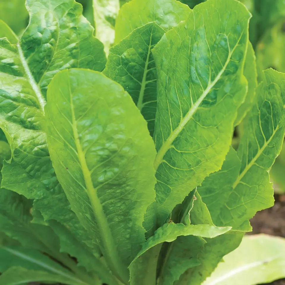 Burpee Vivian Lettuce Seeds Romaine Butterhead