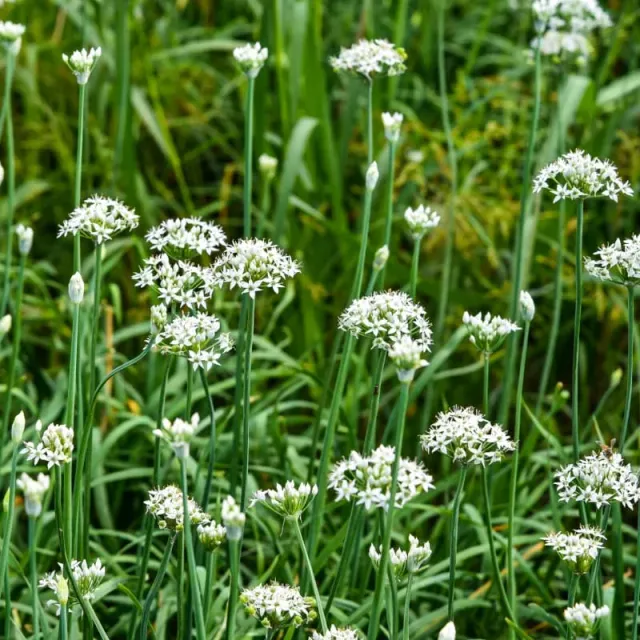 Pinetree Garlic Chives Herb Seeds 100 Seeds Perennial