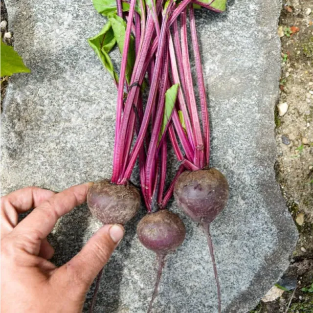Pinetree Garden Seeds Babybeat Beet Vegetable Seeds 300 Seeds Mini
