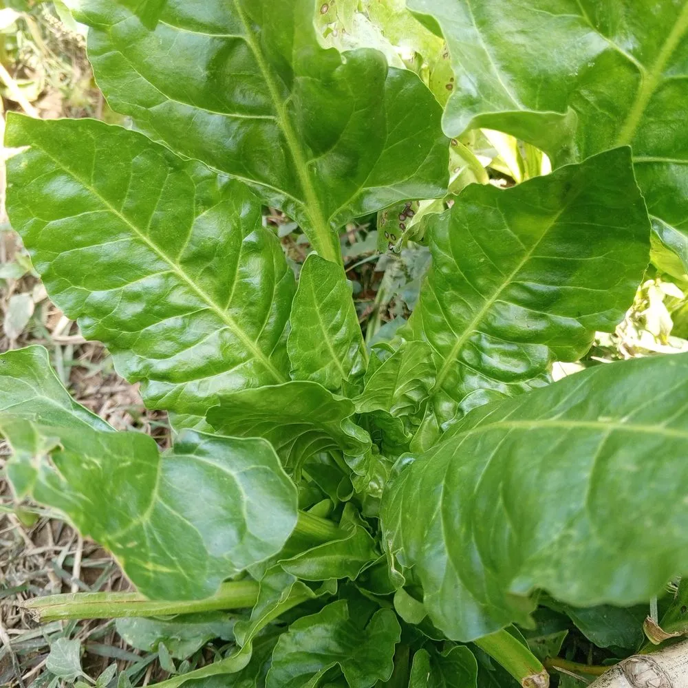 Epic Gardening Perpetual Spinach Swiss Chard Seeds