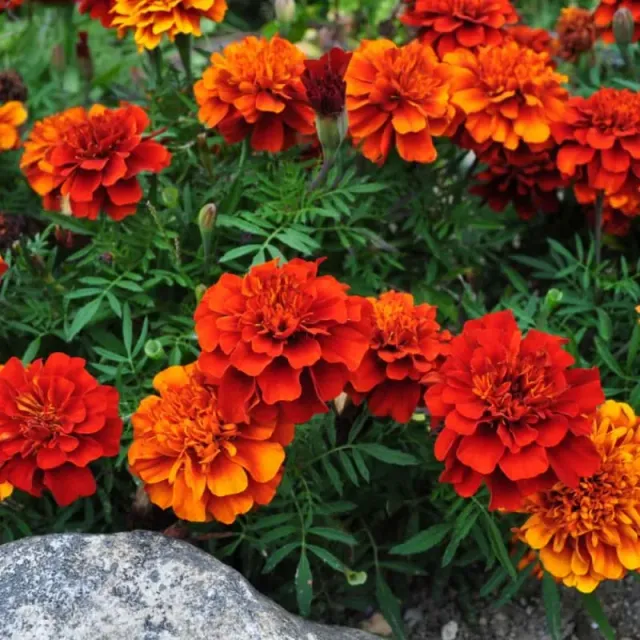 Pinetree Garden Seeds Fireball Marigold Flower Seeds 25 Seeds Multicolor