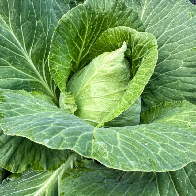 Pinetree Early Jersey Wakefield Cabbage Seeds 30 Seeds