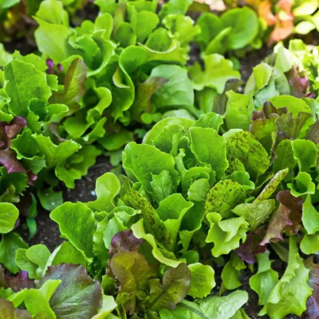Pinetree Garden Seeds Heirloom Cutting Mix Lettuce Seed Cut-and-Come