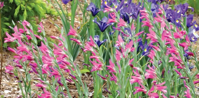 Brent & Becky's Bulbs communis ssp. byzantinus gladiolus bulbs