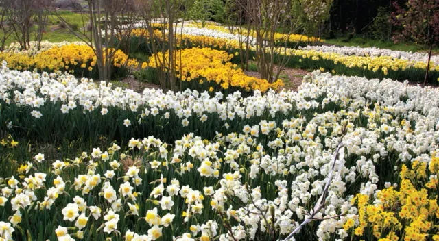 Brent & Becky's Bulbs River Daffodil Bulbs 1500-Pack