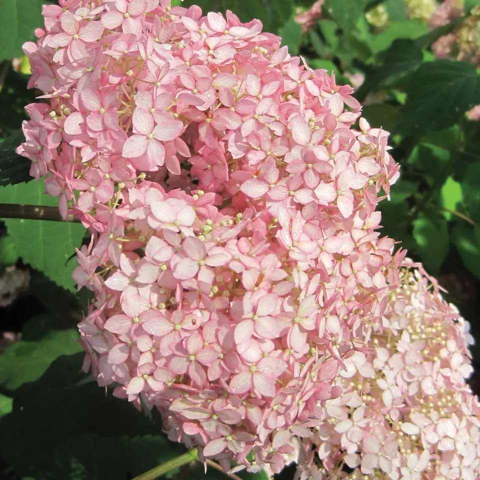 Burpee Invincibelle Spirit II Hydrangea Plant Pink Reblooming
