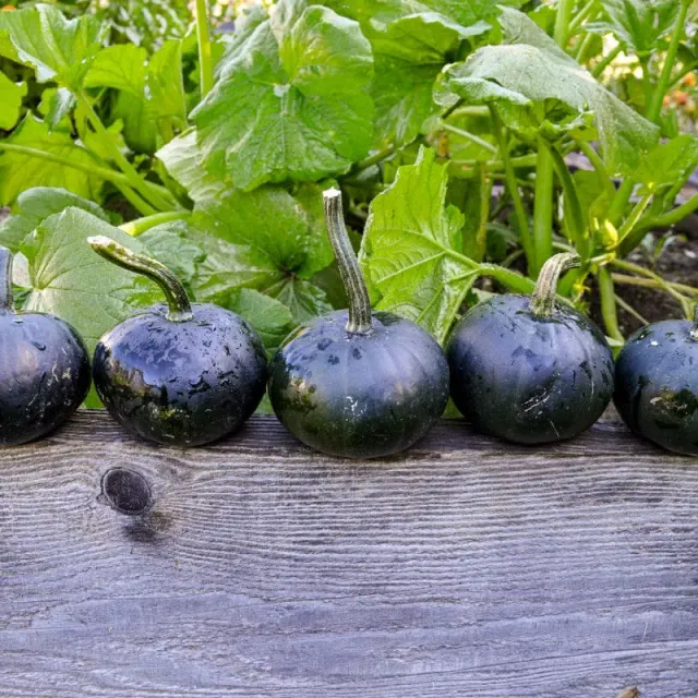 Pinetree Garden Seeds Black Bear Pumpkin Seeds 10 Seeds F1