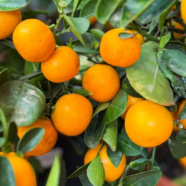 Epic Gardening Calamondin Orange Live Plant Zones 8-11