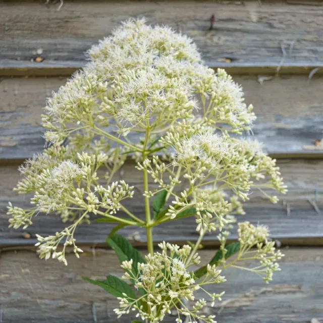 Pinetree Garden Seeds Ivory Towers Joe Pye Weed Flower Seeds White 100 Seeds