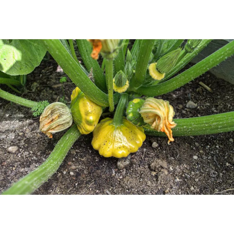 Pinetree Garden Seeds Y-Star Summer Squash Seeds 10 Seeds Organic