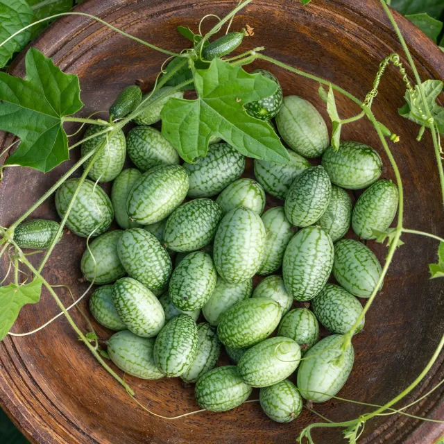Burpee Mexican Sour Gherkin Cucumber Seeds 30 Seeds Heirloom