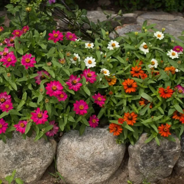 Pinetree Profusion Mix Zinnia Flower Seeds 40 Seeds Compact
