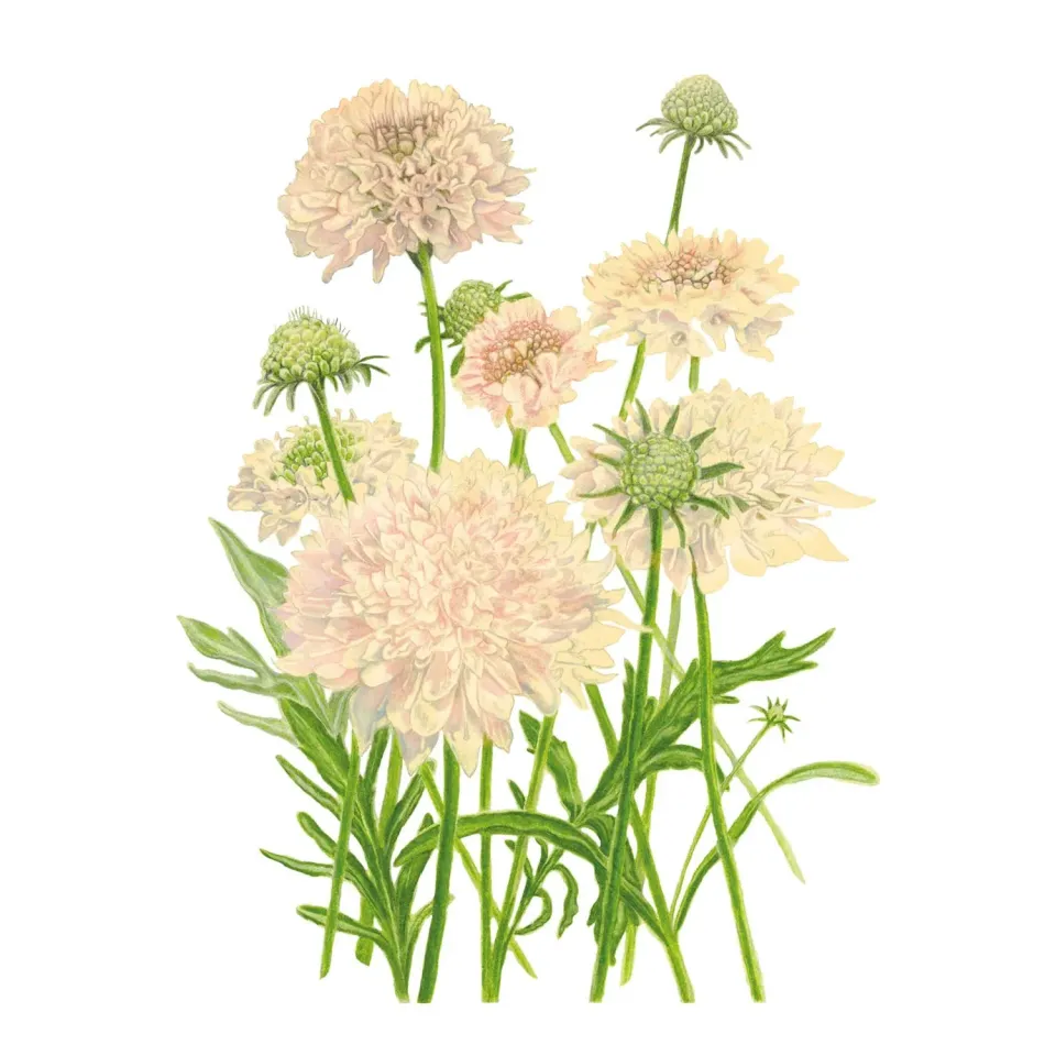 Epic Gardening Fata Morgana Scabiosa Seeds Peach Cut Flower