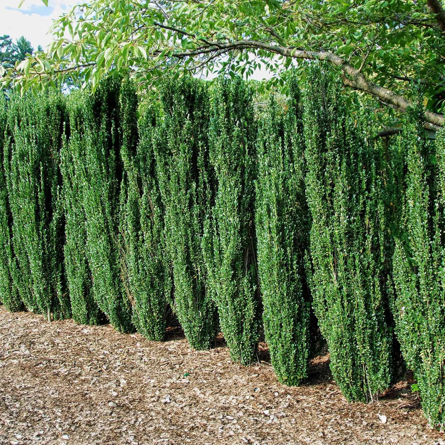 Epic Gardening Sky Pencil Holly Live Plant Narrow Evergreen