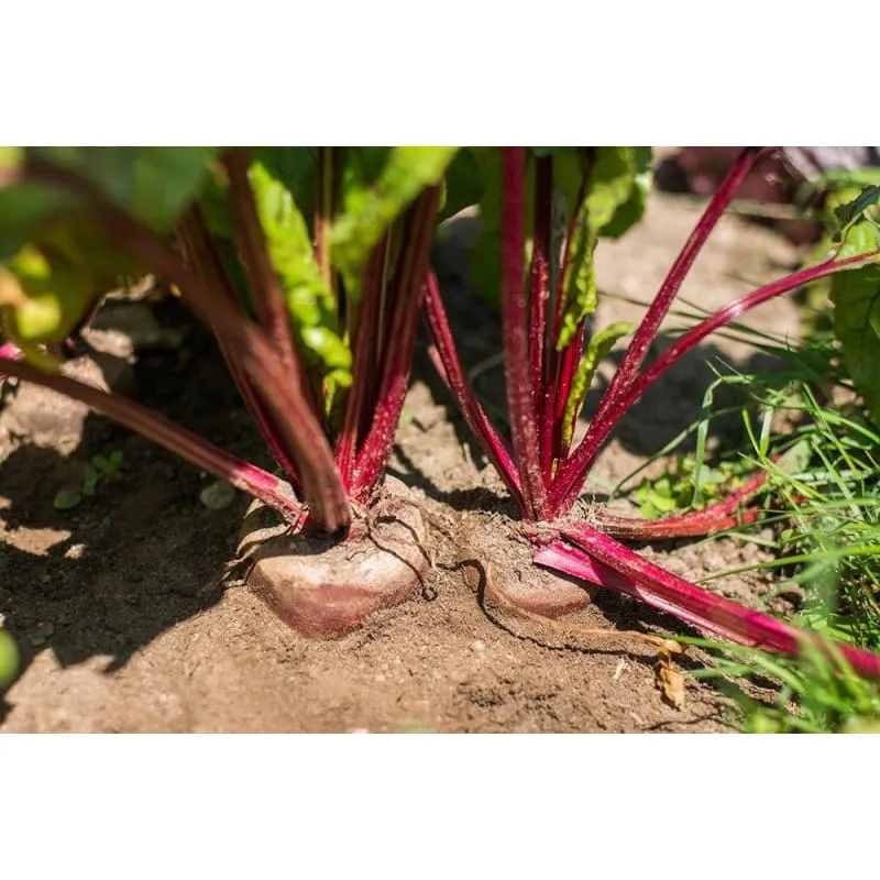 Pinetree Garden Seeds Lutz Winter Keeper Beet Seeds 300 Seeds Heirloom