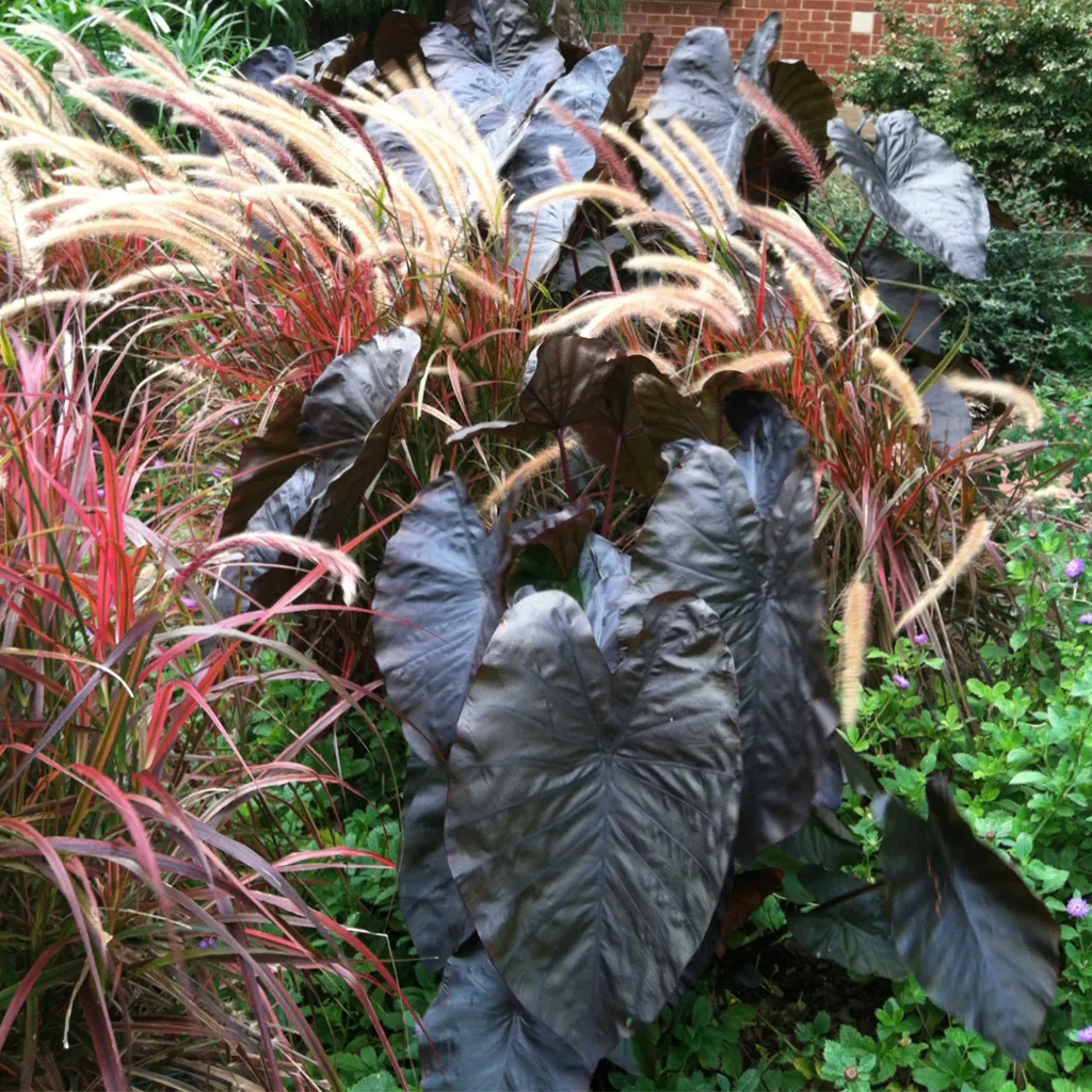 Brent & Becky's Bulbs Colocasia Black Coral Tropical Plant