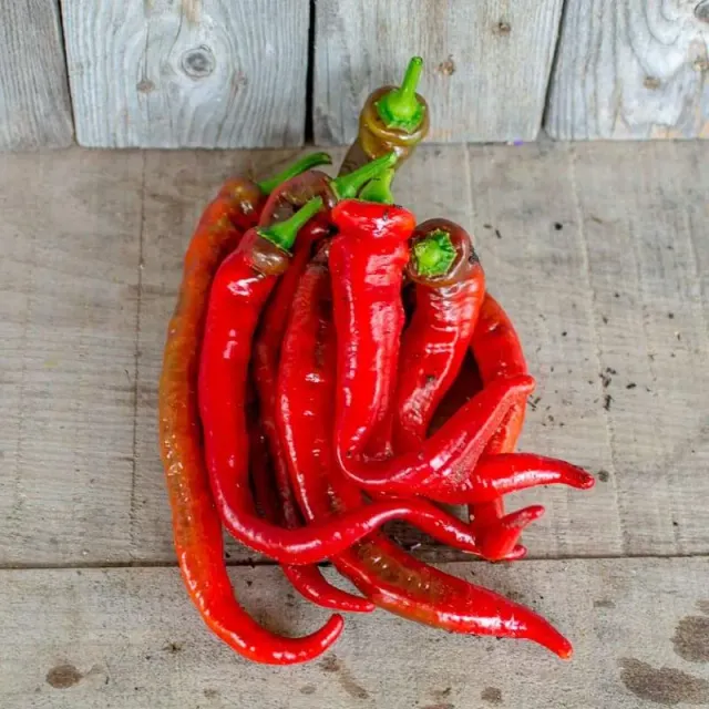 Pinetree Jimmy Nardellos Pepper Seeds 20 Seeds Heirloom