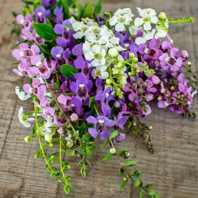 Pinetree Garden Seeds Serena Mix Angelonia Flower Seeds 10 Pelleted