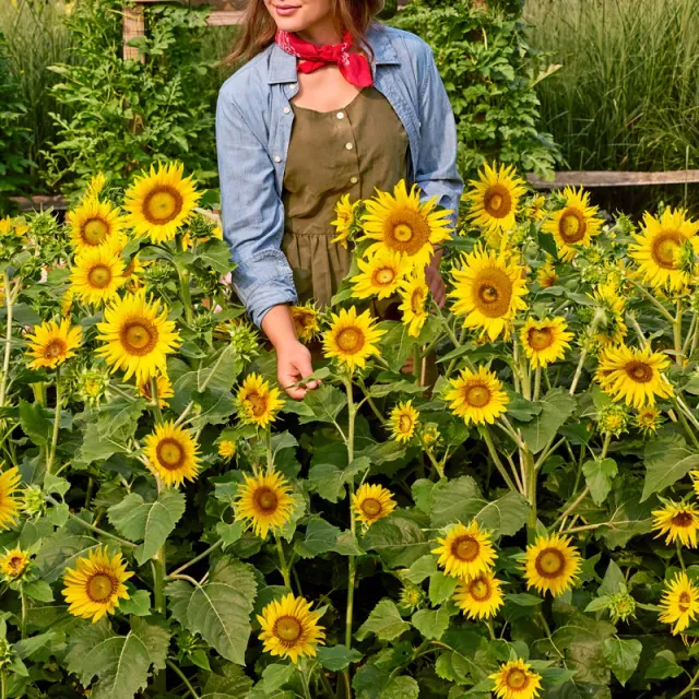 Burpee Lemon Hedge Sunflower Seeds 50 Seeds Yellow