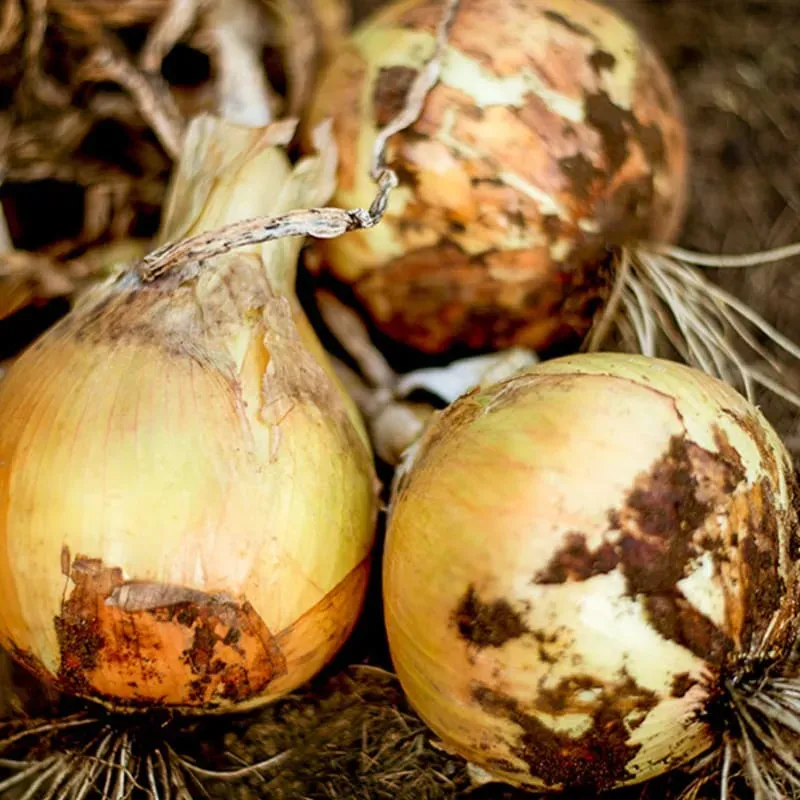 Pinetree Garden Seeds Ailsa Craig Onion Seeds 150-Seeds Heirloom