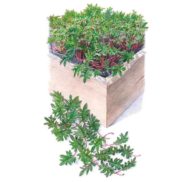 Epic Gardening Red Russian Kale Baby Greens Seeds Organic
