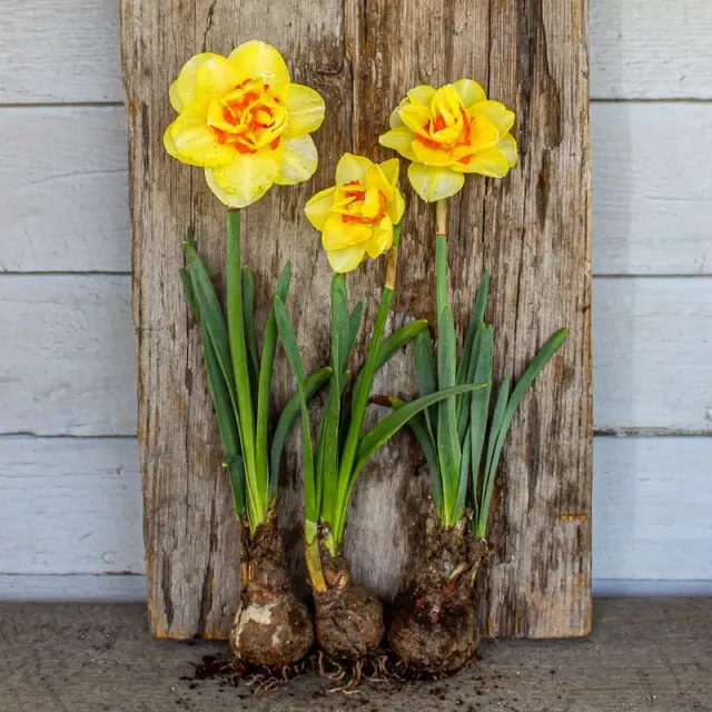 Pinetree Tahiti Narcissus Daffodil Bulbs 10 Bulbs