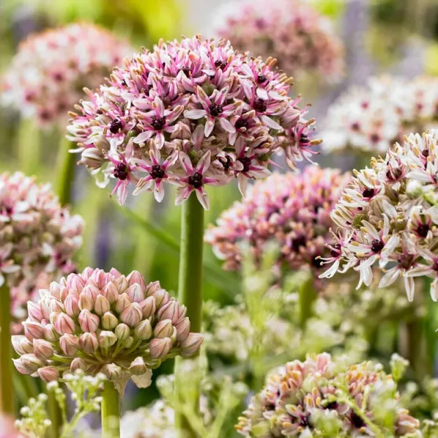 Pinetree Garden Seeds Silver Spring Allium Bulbs 5 Bulbs Fall