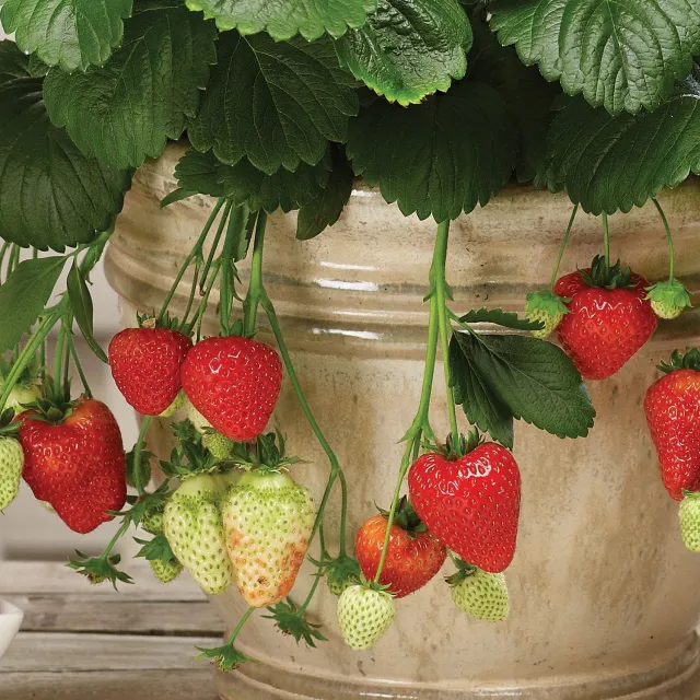 Burpee Montana Strawberry Plant Summerlong Harvest