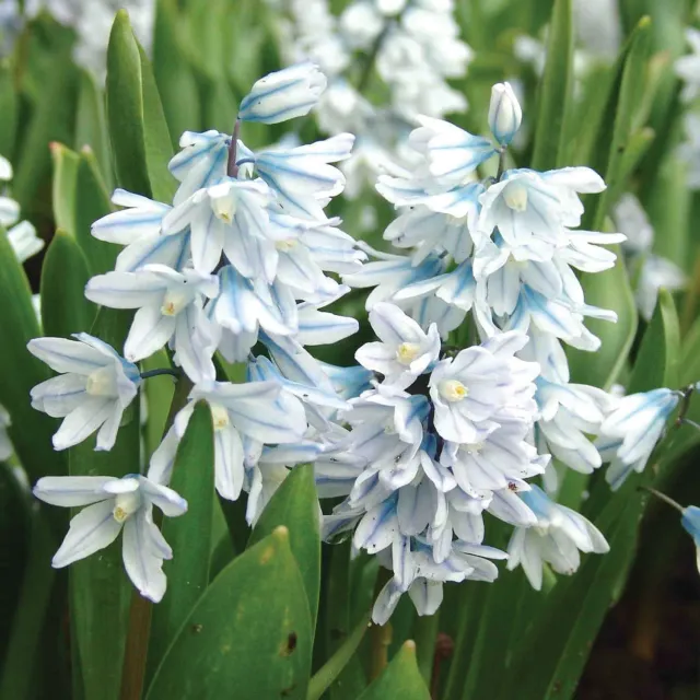 Burpee Libanotica Puschkinia Bulbs 20 Bulbs