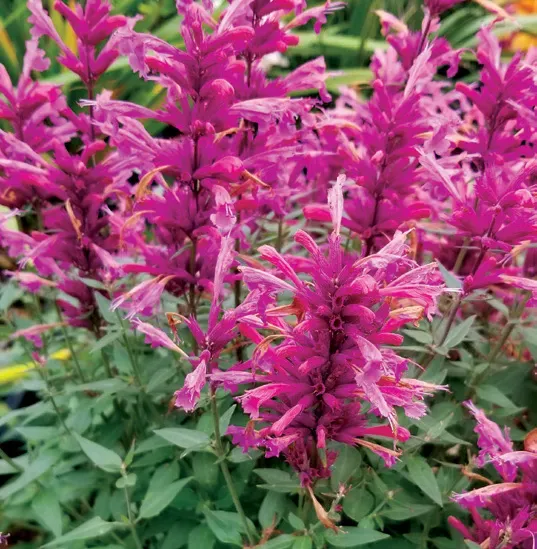 Brent & Becky's Bulbs Agastache Rosie Posie perennial plant