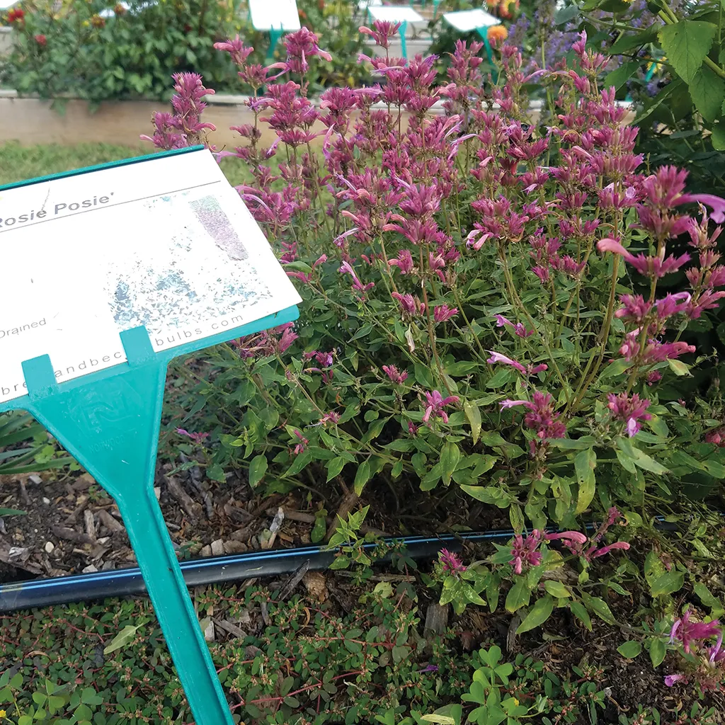 Brent & Becky's Bulbs Agastache Rosie Posie perennial plant