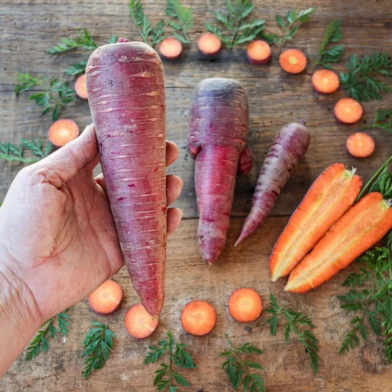 Pinetree Garden Seeds Dragon Carrot Open-Pollinated Vegetable Seeds 300 Seeds Purple Red