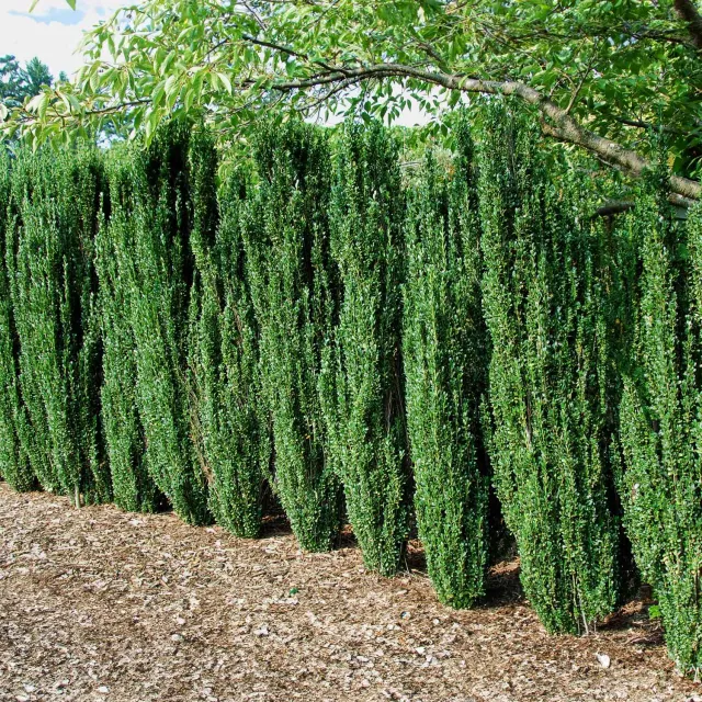 Epic Gardening Sky Pencil Holly Live Plant Narrow Evergreen