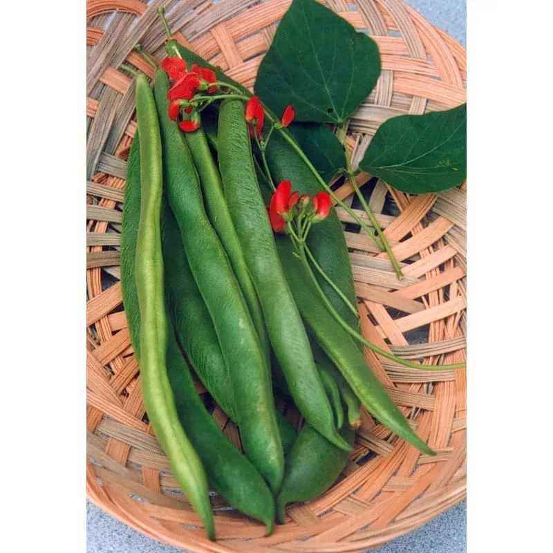 Pinetree Garden Seeds Scarlet Runner Bean Seeds 25 Seeds Heirloom