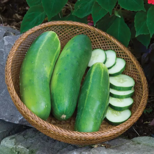 Burpee II Cucumber Seeds Early Slicing