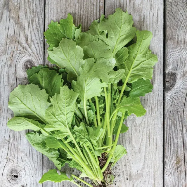 Pinetree Garden Seeds Sessantina Grossa Broccoli Seeds 34 Days 100 Seeds