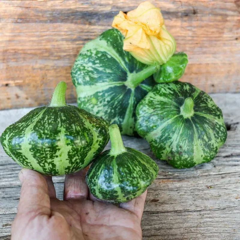 Pinetree Garden Seeds Green Lightning Squash Seeds 15 Seeds F1
