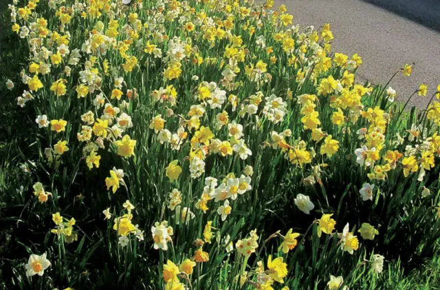Brent & Becky's Bulbs Daffodil Mix Bulbs for the South Bulk