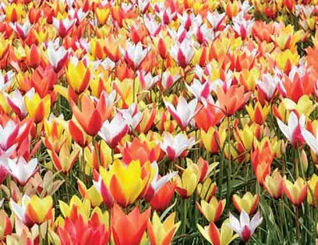 Brent & Becky's Bulbs Clusiana Mixture Tulip Bulbs Naturalizing