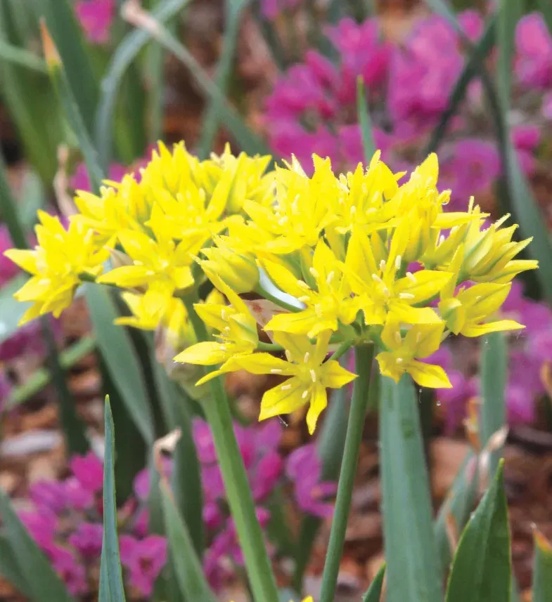Brent & Becky's Bulbs Allium Moly Jeannine Ornamental Onion Yellow