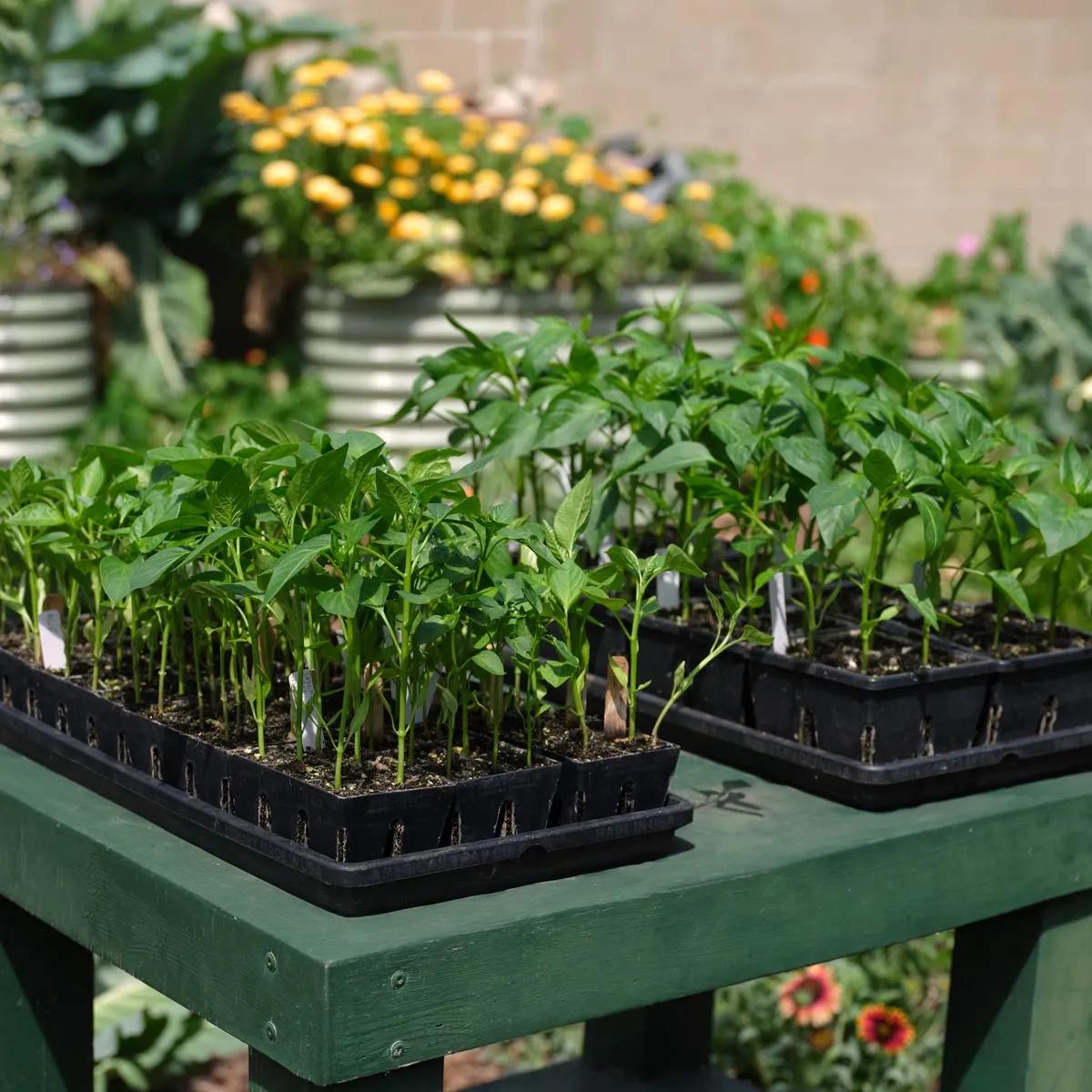 Epic Gardening Grow More Seed Starting Kit Greens Bundle