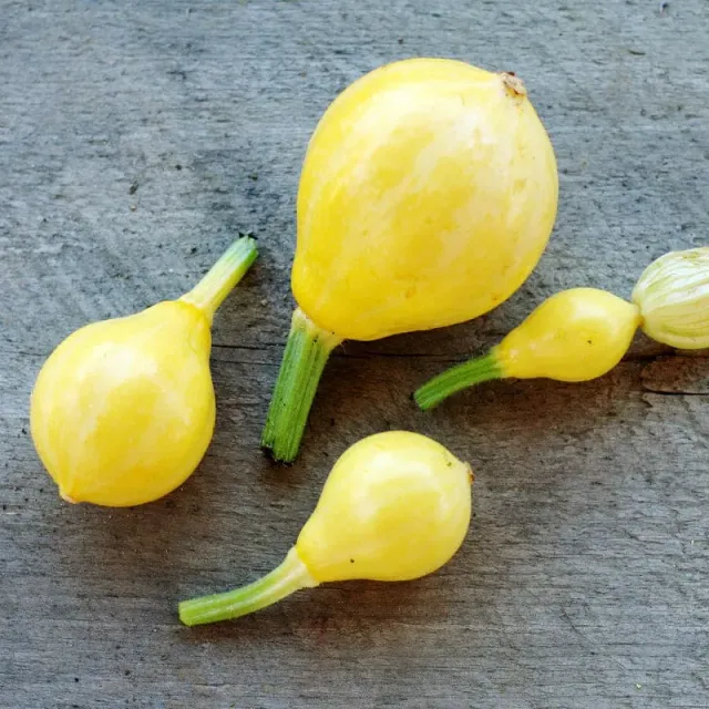 Pinetree Garden Seeds Lemon Summer Squash Seeds 20 Seeds Sweet