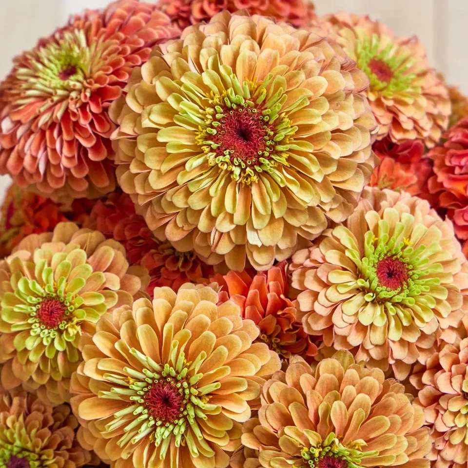 Burpee Queeny Zinnia Seeds Cut Flower