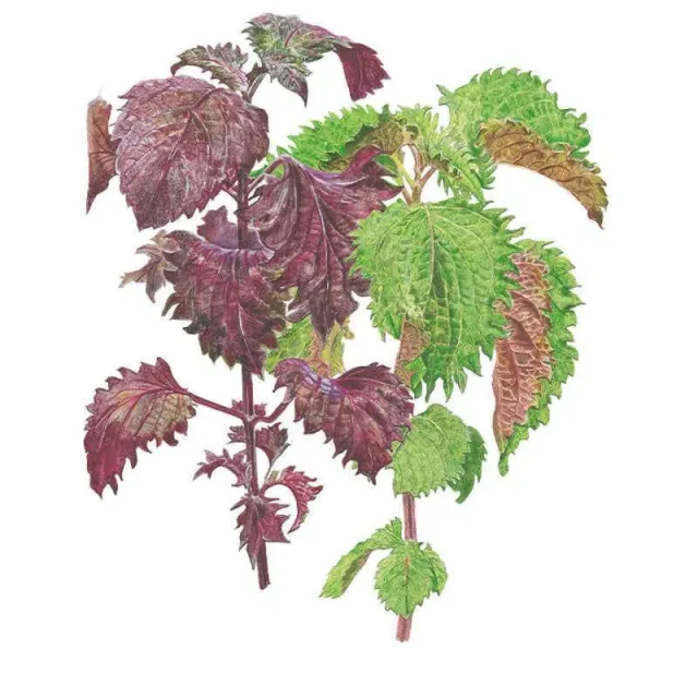 Epic Gardening Green and Red Shiso Perilla Herb Seeds Heirloom