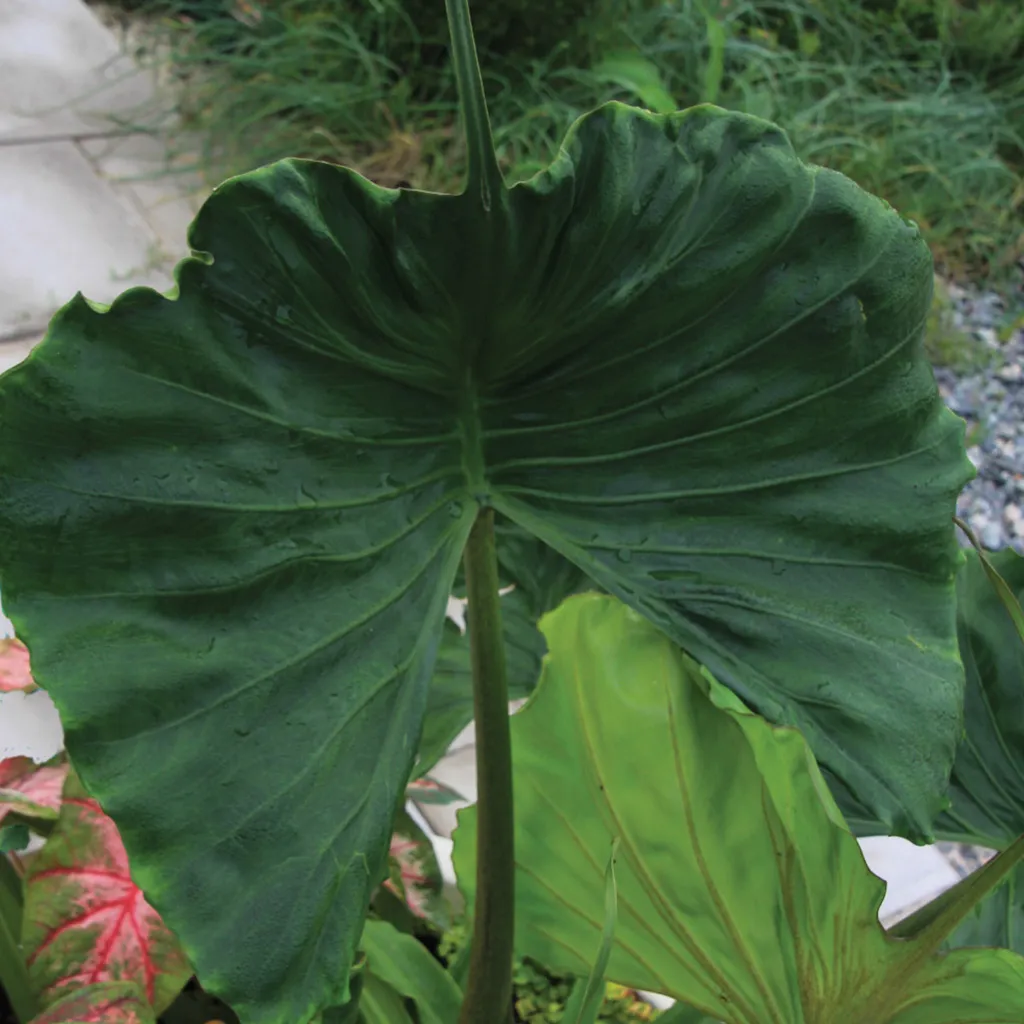 Brent & Becky's Bulbs Alocasia Stingray Live Plant 4-Inch Pot