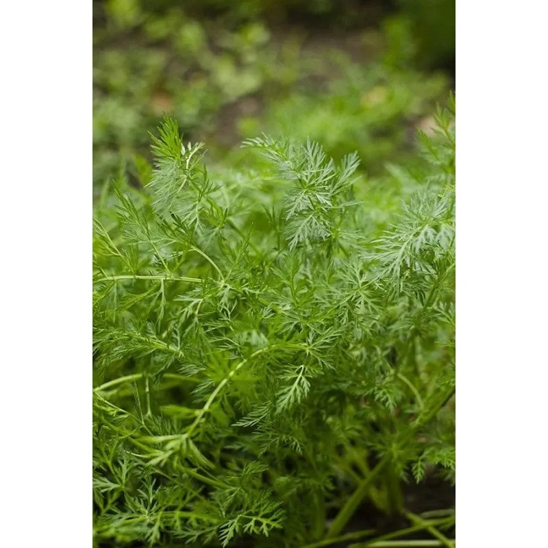 Pinetree Garden Seeds Caraway Herb Seeds 100 Seeds Biennial