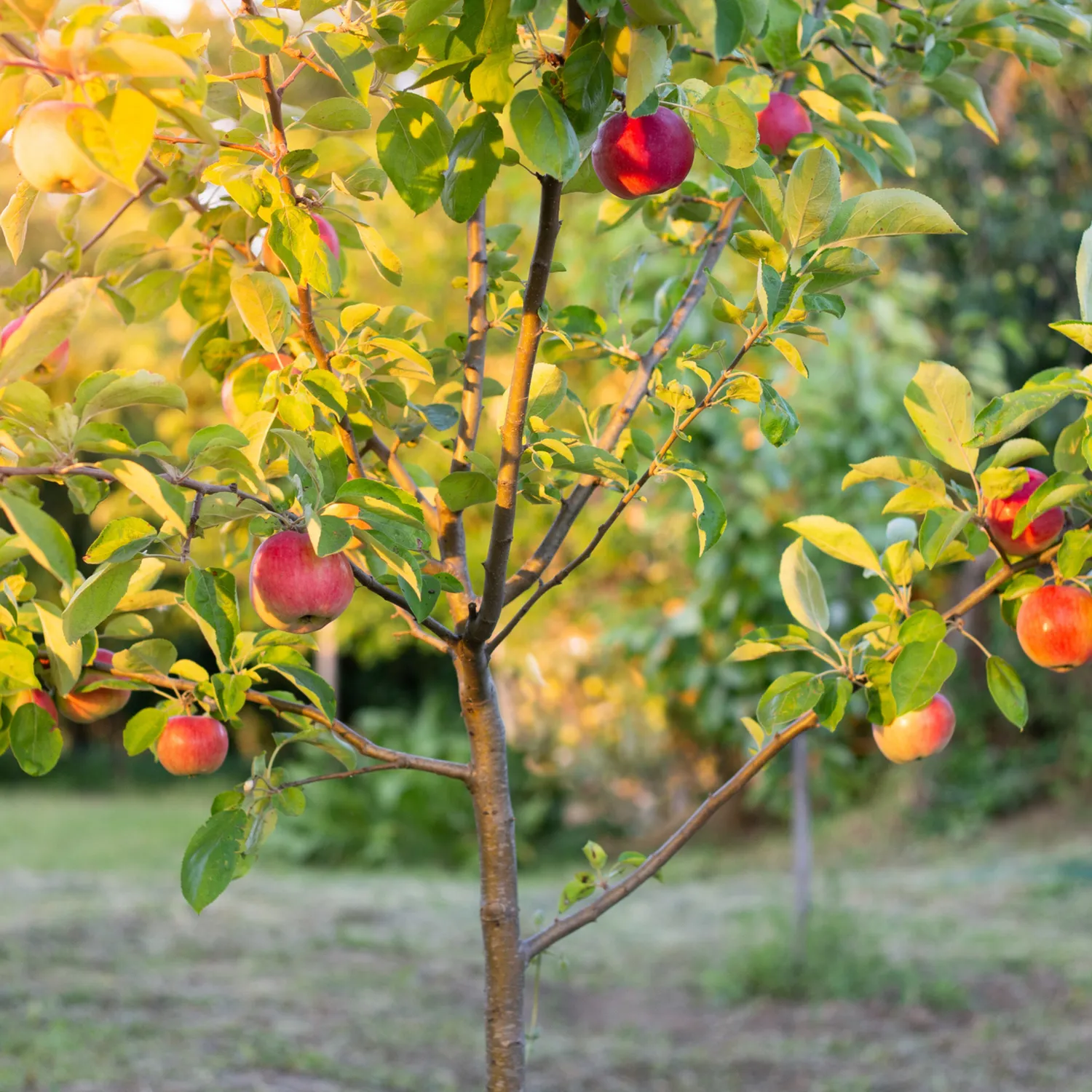 Epic Gardening Apple Orchard Apple Trees 4-Pack Cross-Pollination
