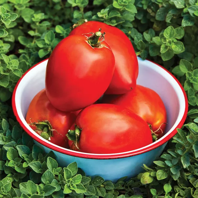 Burpee Amish Paste Tomato Seeds Heirloom