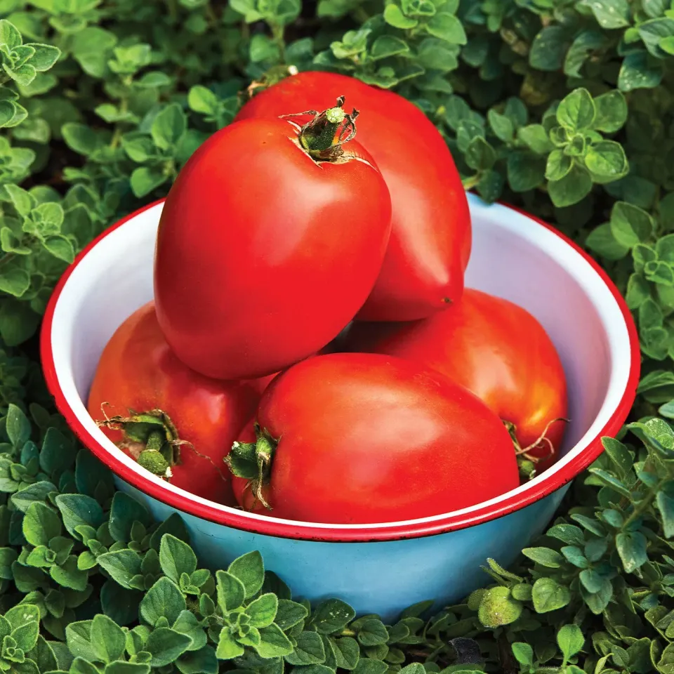 Burpee Amish Paste Tomato Seeds Heirloom